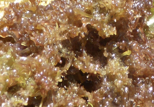 Laurencia pacifica observed 2026-05-09