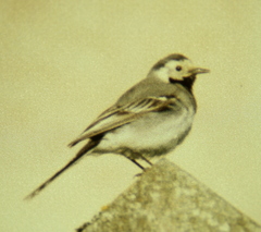 Motacilla alba