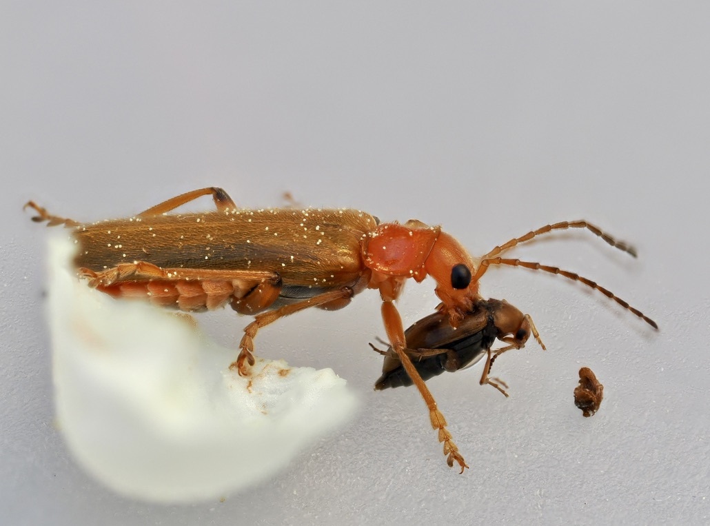 Cantharis cryptica