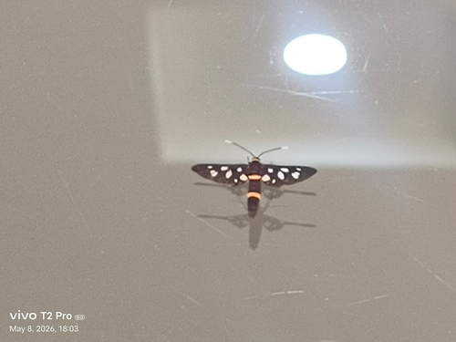 Seven-spotted Handmaiden Moth