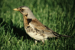Turdus pilaris