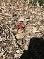 Phallus rubicundus