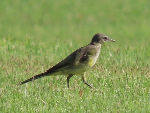 Eastern Yellow Wagtail