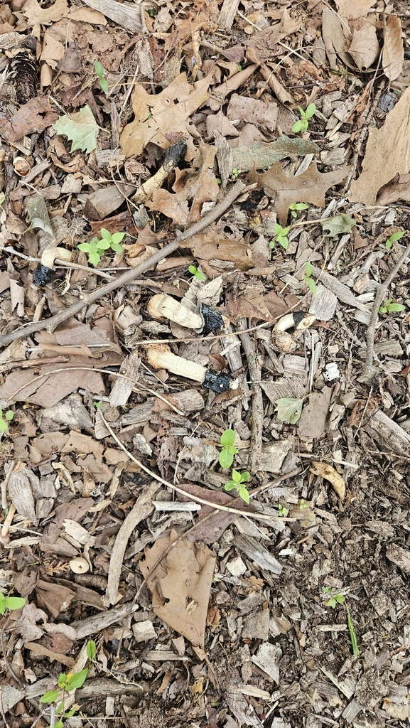 Ravenel's stinkhorn · May 2026 · photo: Photo: (c) Sam Bucciarelli, some rights reserved (CC BY) · iNaturalist