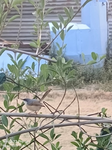 Ashy Prinia