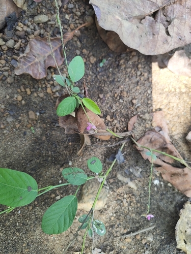 Desmodium gangeticum iNat (2)