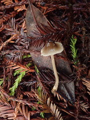 Mycena quiniaultensis
