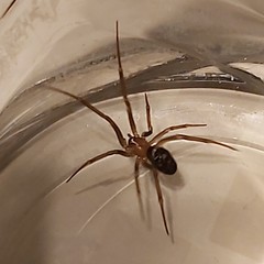Steatoda grossa