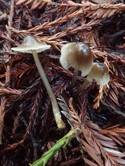 Mycena quiniaultensis
