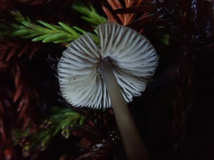 Mycena quiniaultensis