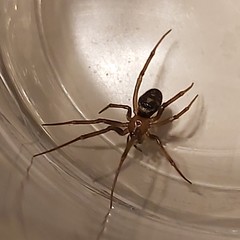 Steatoda grossa