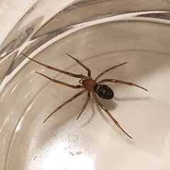 Steatoda grossa