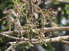 Lannea coromandelica