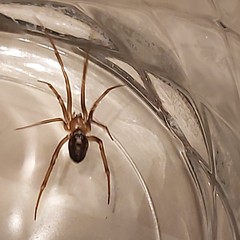 Steatoda grossa