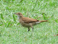 Furnarius rufus