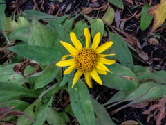 Arnica chamissonis