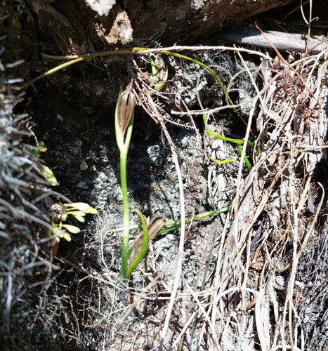 Orthoceras strictum, 2026-04-27