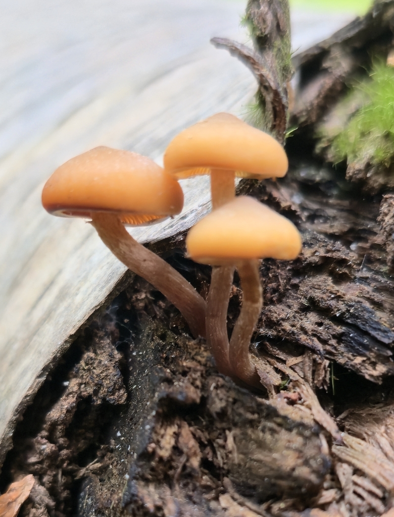 False Funeral Bell · May 2026 · photo: Photo: no rights reserved · iNaturalist
