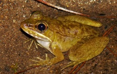 Lithobates maculatus