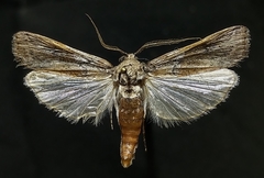 Melitara dentata