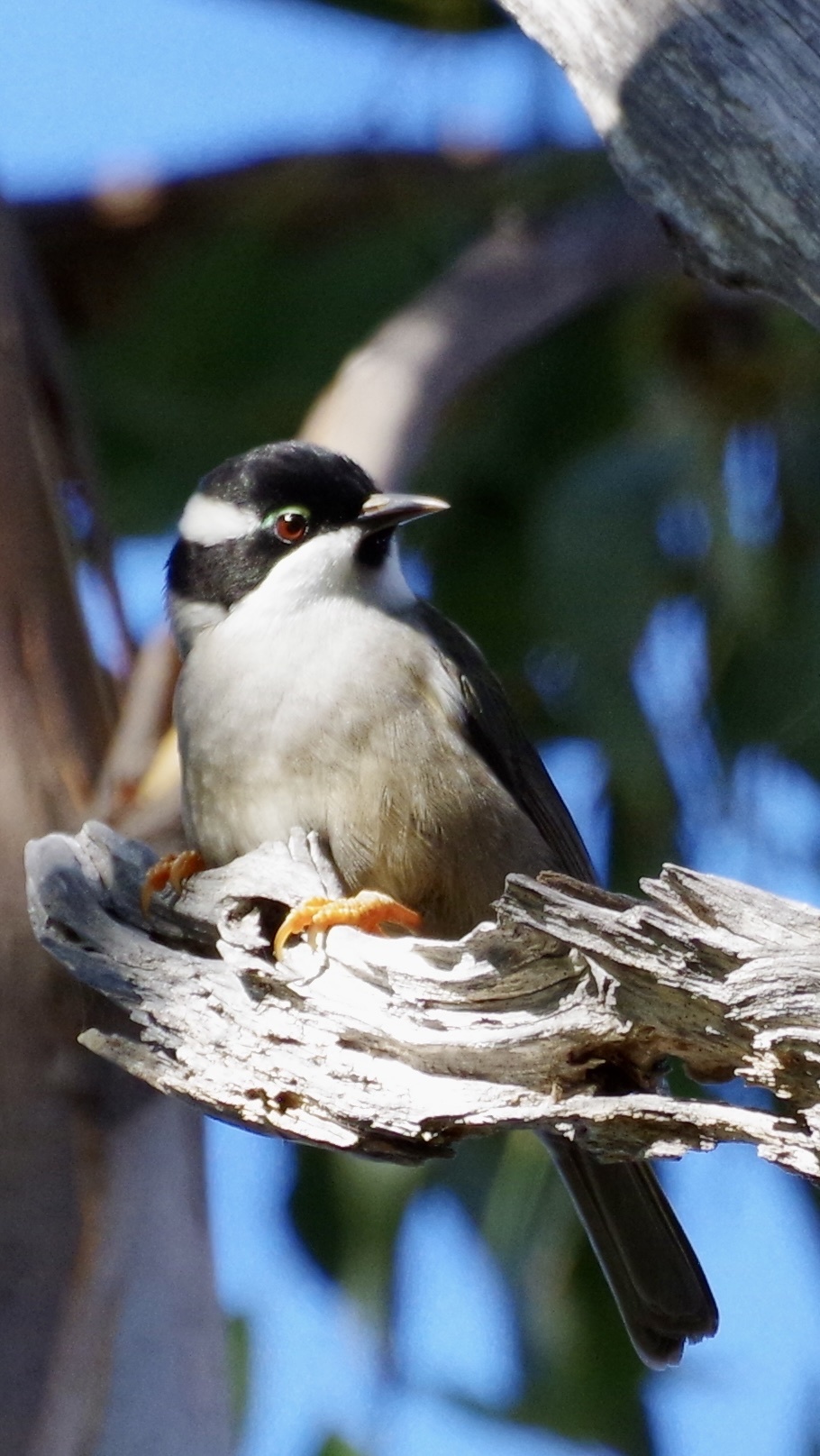 Strong-billed Honeyeater (Melithreptus validirostris), photo 6
