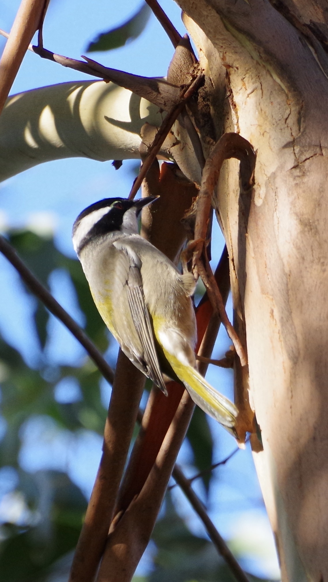 Strong-billed Honeyeater (Melithreptus validirostris), photo 7