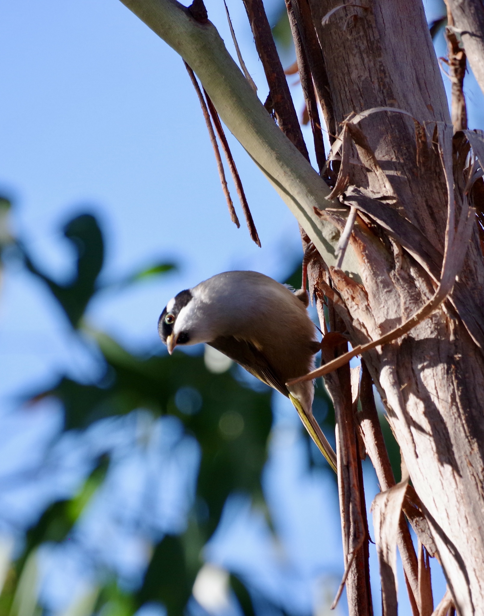 Strong-billed Honeyeater (Melithreptus validirostris), photo 8