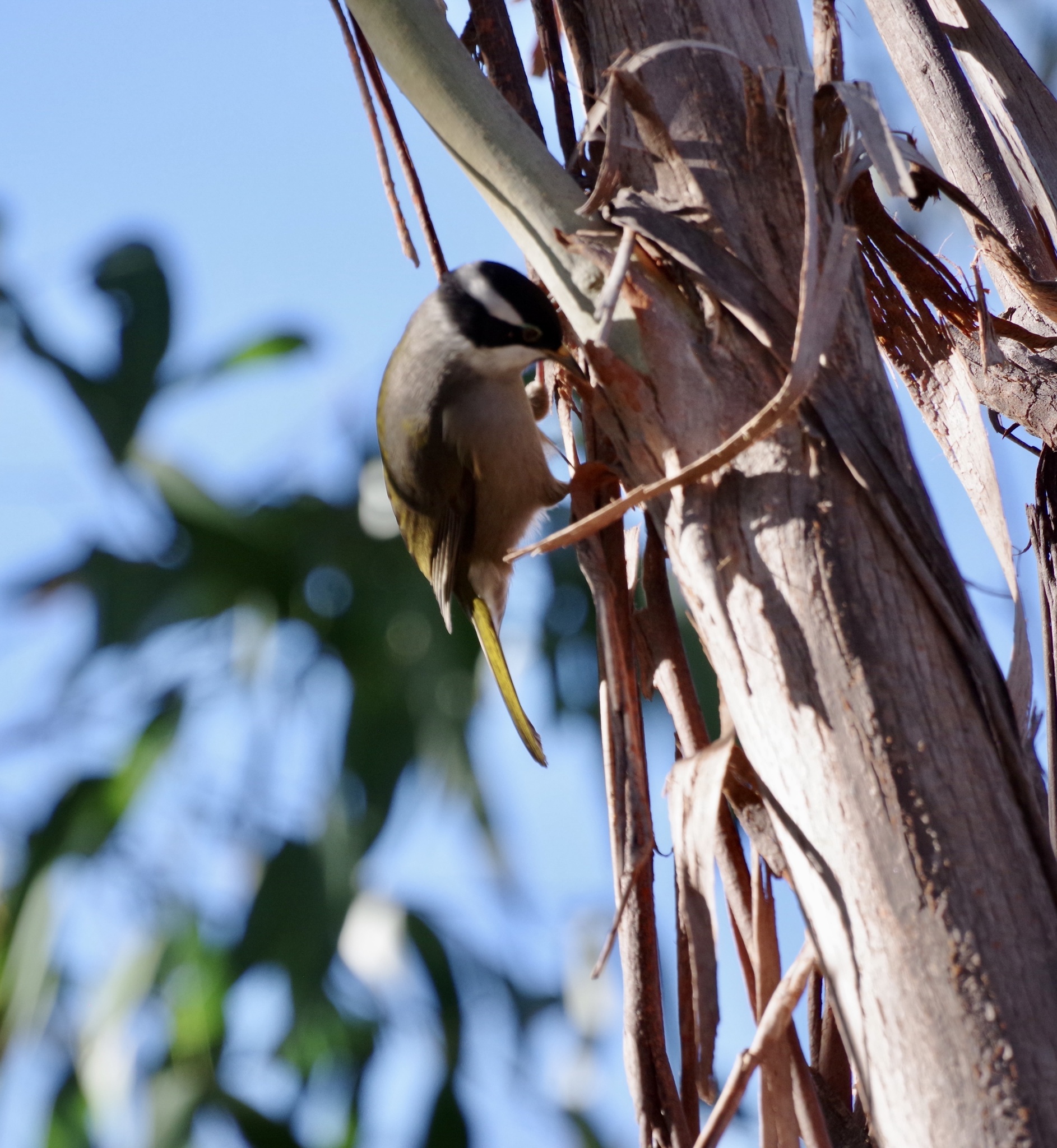 Strong-billed Honeyeater (Melithreptus validirostris), photo 9