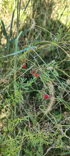 Abobra tenuifolia (Abobra tenuifolia)