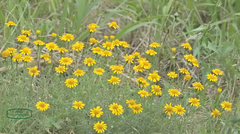 Thymophylla tenuiloba