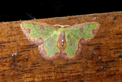 Synchlora decorata