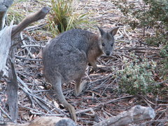 Notamacropus eugenii