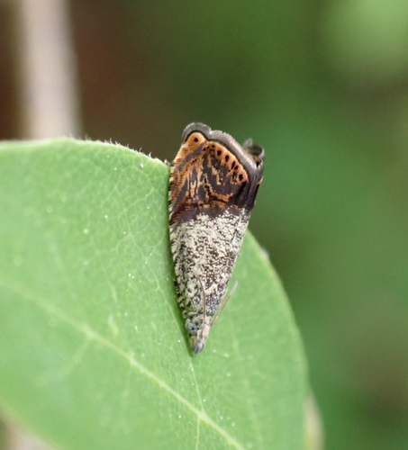 Speckled Talponia Moth photo 2