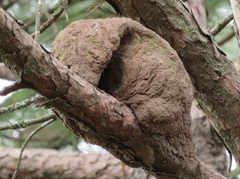 Furnarius rufus