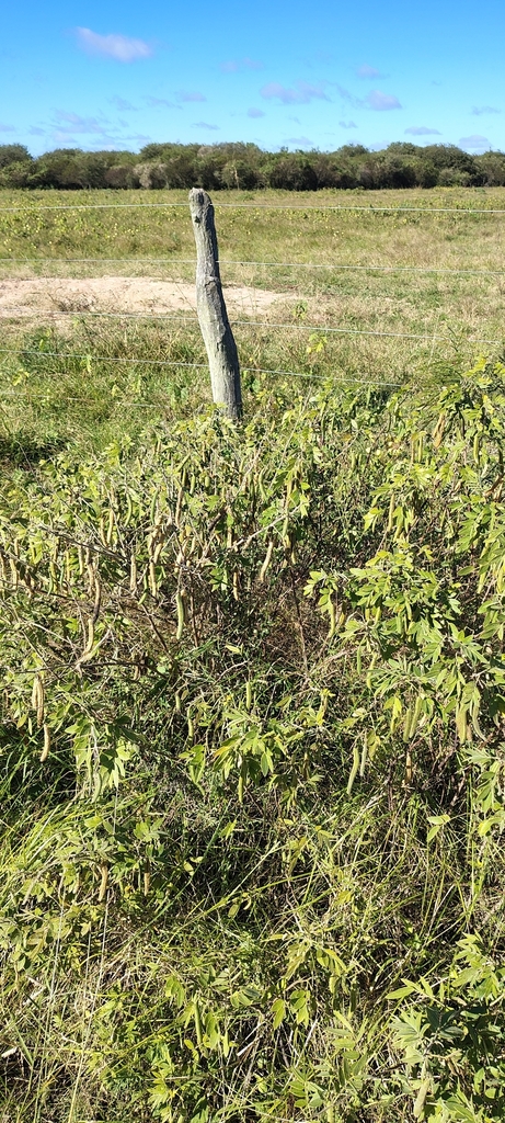 Senna morongii; photograph Pablo H Capovilla, CC BY, iNaturalist via GBIF