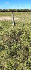 Senna morongii