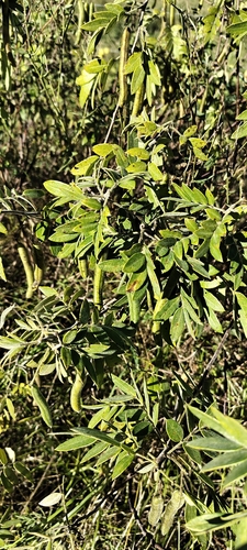 Senna morongii, photograph 1