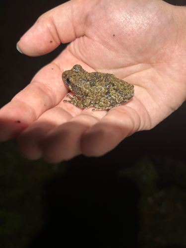 Cope's Gray Tree Frog