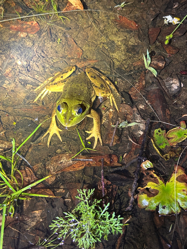 Pig Frog