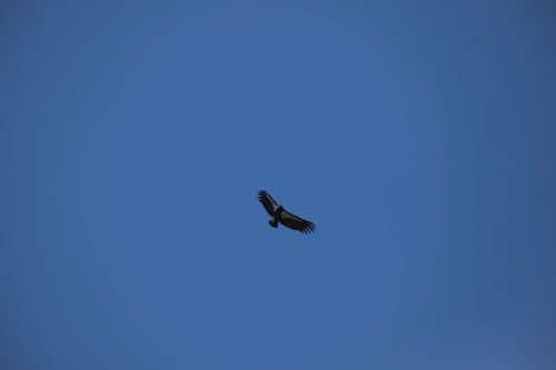 California Condor observed by marshuscus116