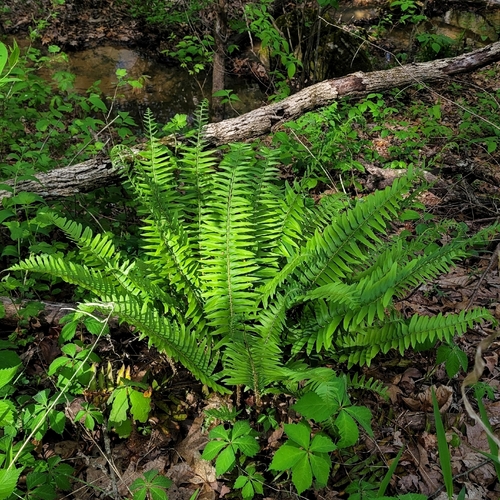 Christmas fern (Polystichum acrostichoides var. acrostichoides)