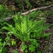 Christmas Fern