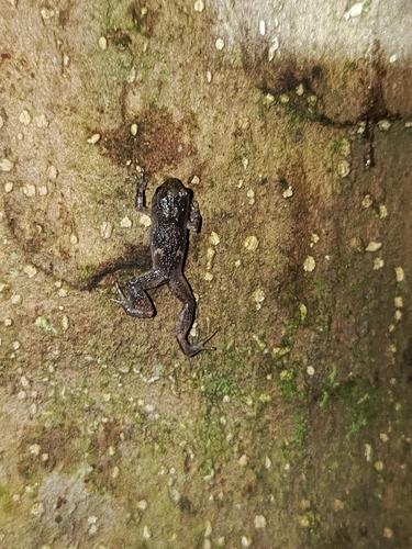 Lombok Cross Frog, Oreophryne monticola