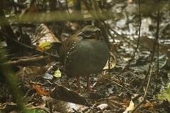 Arborophila rufogularis