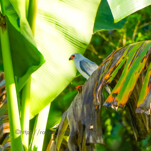 Accipiter poliocephalus observed 2026-05-04
