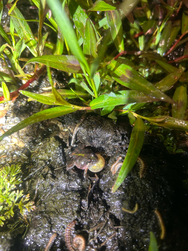 Southern Cricket Frog