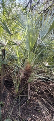 Trithrinax campestris, photograph (c) Pablo H Capovilla, some rights reserved (CC BY)