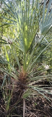 Trithrinax campestris, photograph (c) Pablo H Capovilla, some rights reserved (CC BY)