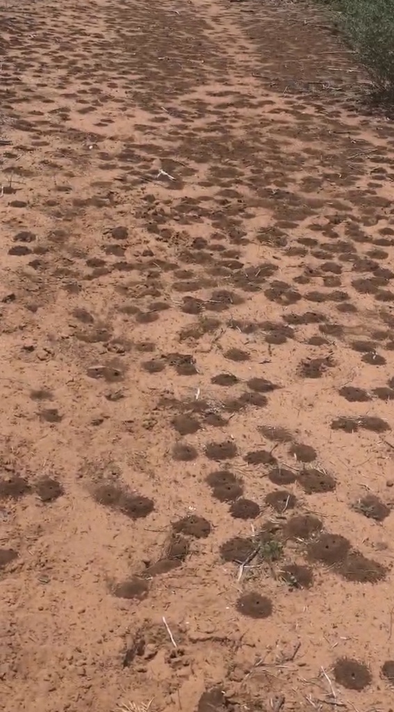 Cactus Bee