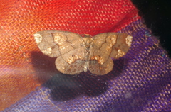 Melinodes detersaria